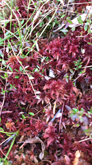 Sphagnum magellanicum
