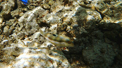 Canthigaster bennetti