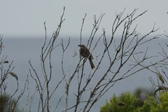 Gliciphila melanops