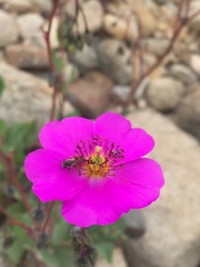 Cistanthe grandiflora