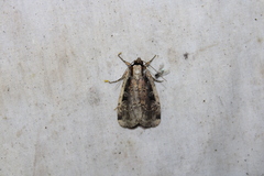 Eueretagrotis sigmoides