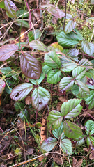 Rubus hispidus
