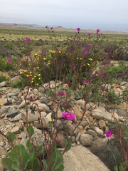 Cistanthe grandiflora