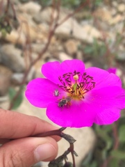 Cistanthe grandiflora