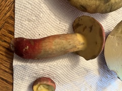 Baorangia