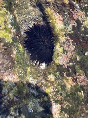 Echinometra oblonga
