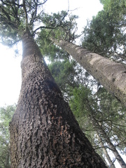 Abies religiosa