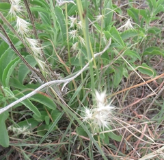 Bouteloua rigidiseta