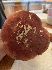 Baorangia