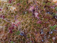 Sphagnum austinii