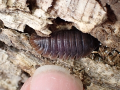 Armadillidae