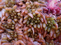 Sphagnum austinii