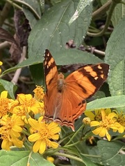 Hypanartia lethe