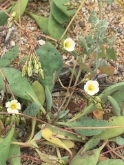 Cistanthe arenaria