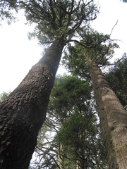 Abies religiosa