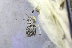 Panthea acronyctoides