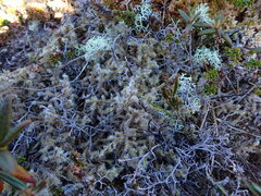 Racomitrium lanuginosum