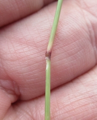 Bouteloua rigidiseta