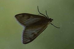 Sitochroa