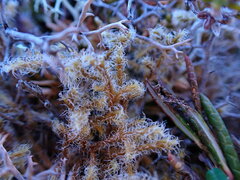 Racomitrium lanuginosum