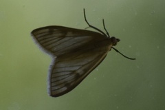 Sitochroa