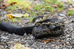 Pantherophis alleghaniensis