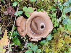 Geastrum