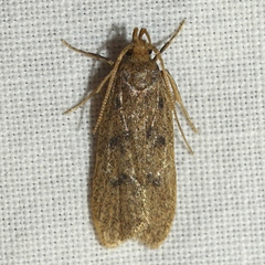 Glyphidocera juniperella