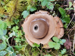 Geastrum