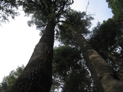 Abies religiosa