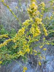 Solidago radula