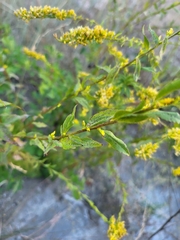 Solidago radula