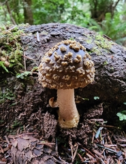 Amanita augusta