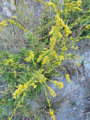 Solidago radula