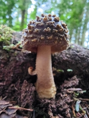 Amanita augusta