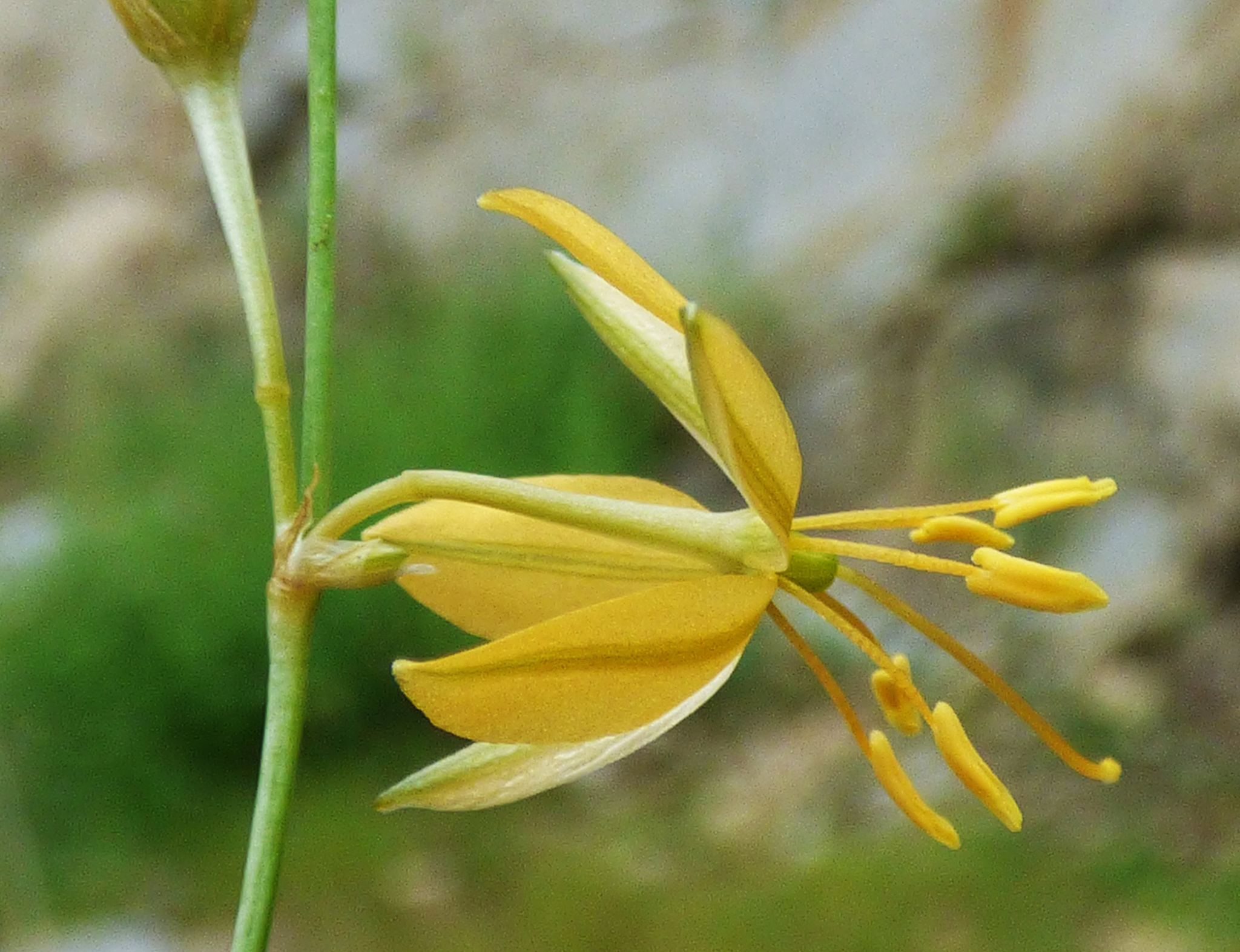 Echeandia