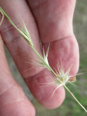 Bouteloua rigidiseta