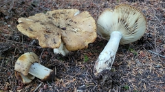 Russula fragrantissima