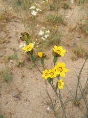 Sisyrinchium graminifolium