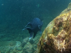 Microspathodon dorsalis