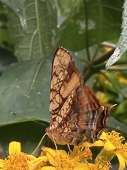 Hypanartia lethe