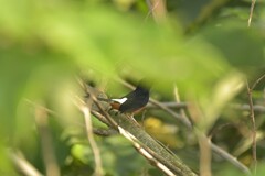 Copsychus malabaricus