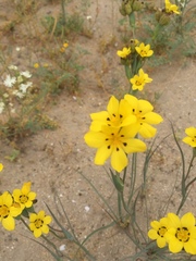 Sisyrinchium graminifolium