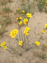 Sisyrinchium graminifolium