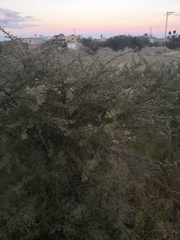 Mimosa aculeaticarpa