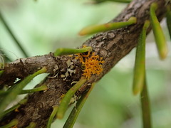 Xanthorioideae