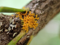 Xanthorioideae