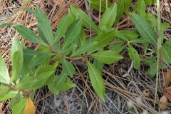 Stillingia sylvatica