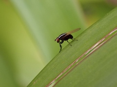 Poecilohetaerus aquilus