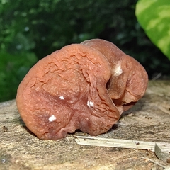 Auricularia